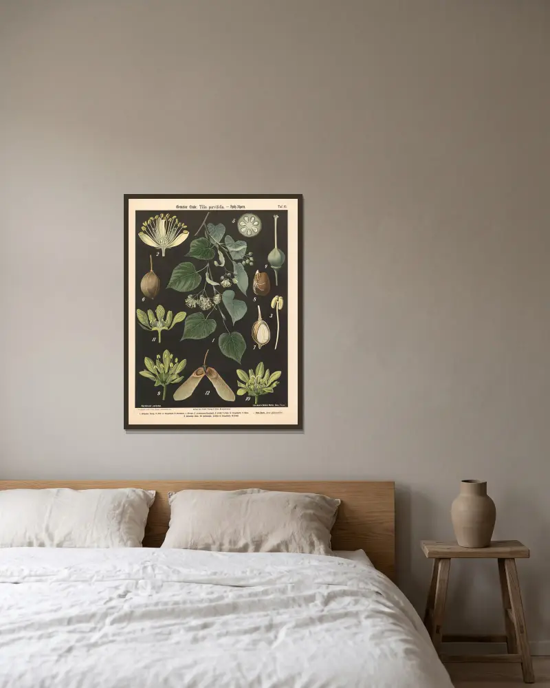 Gemeine Linde, Tilia parvifolia av Walter Müller inramad på en vägg