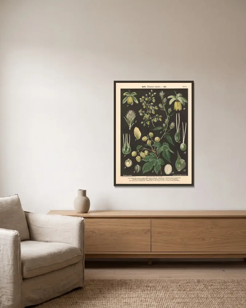 Chmiel. Humulus lupulus, Walter Müller w ramie na ścianie