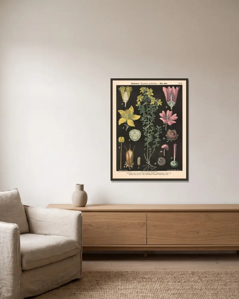 Johanniskraut. Hypericum perforatum. av Walter Müller inramad på en vägg