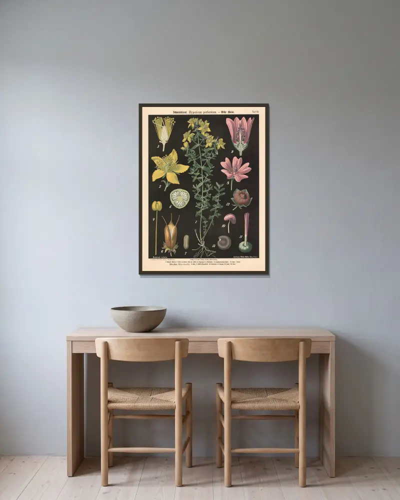 Johanniskraut. Hypericum perforatum. av Walter Müller inramad på en vägg