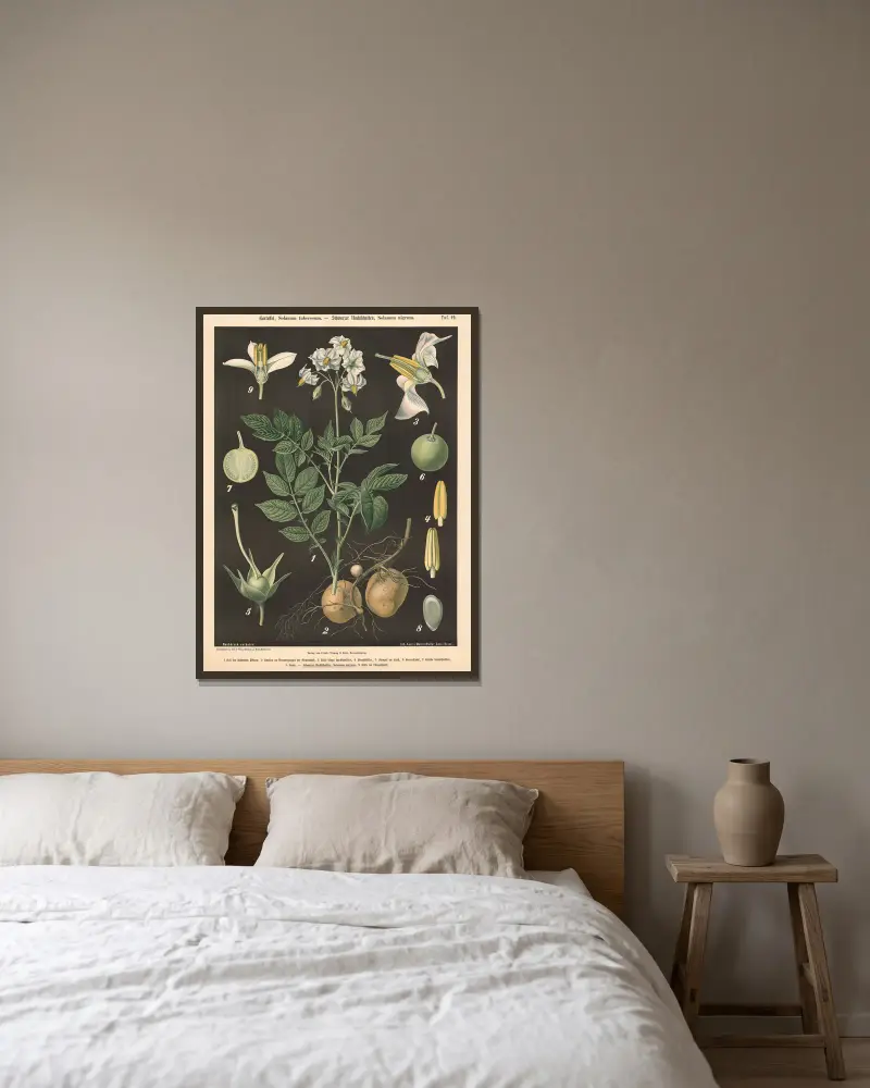 Kartoffel, Solanum tuberosum. – Schwarzer Nachtschatten, Solanum nigrum av Walter Müller inramad på en vägg