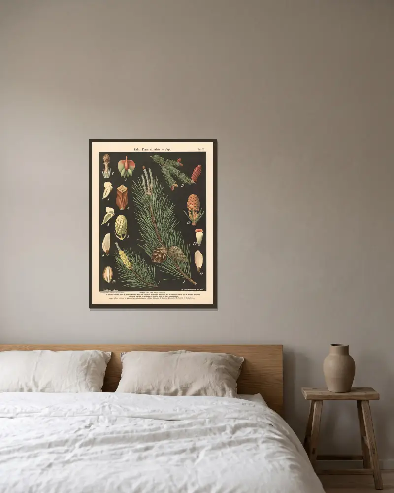 Kiefer. Pinus silvestris av Walter Müller inramad på en vägg