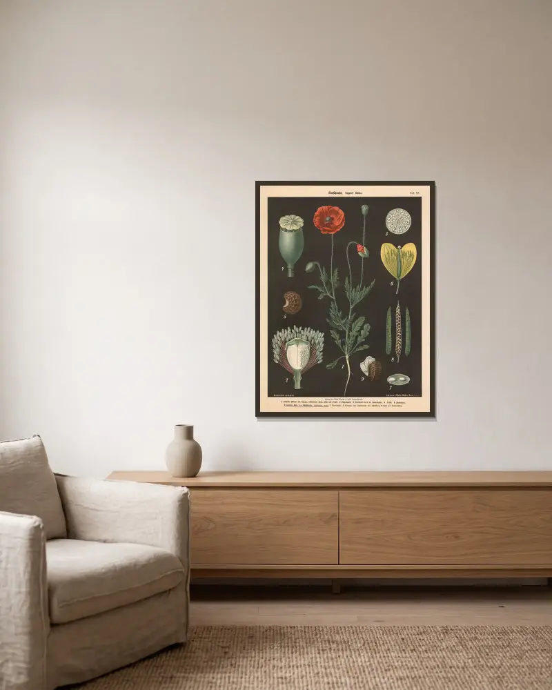 Klatschmohn, Papaver Rhöas av Walter Müller inramad på en vägg