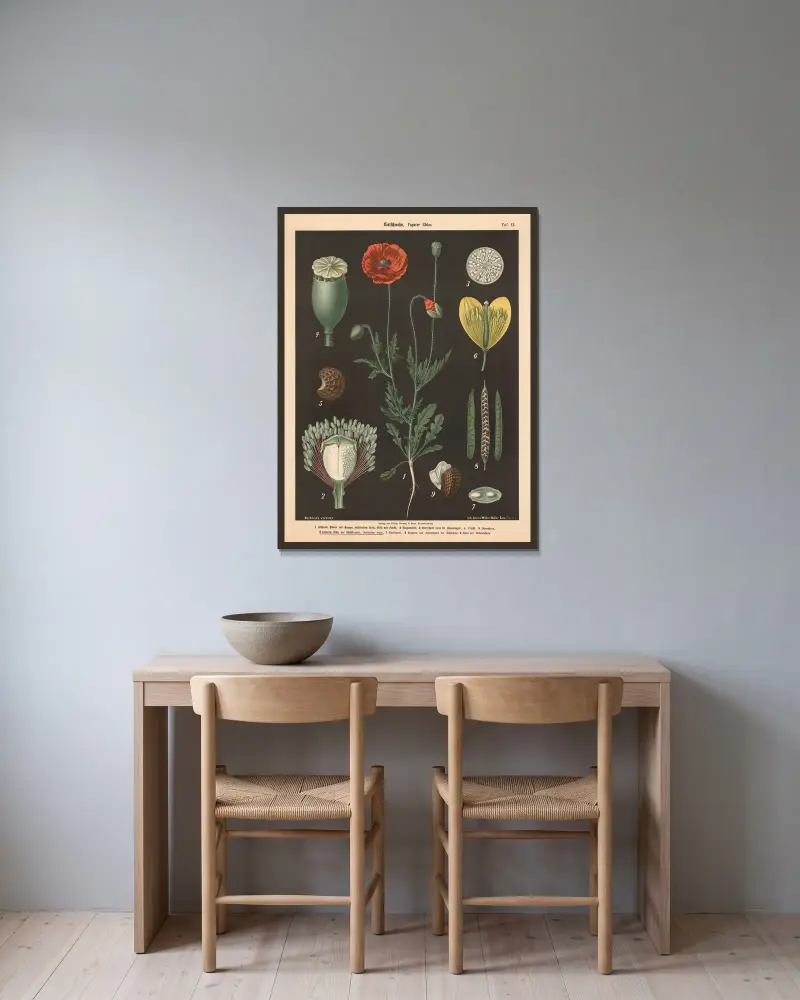 Klatschmohn, Papaver Rhöas av Walter Müller inramad på en vägg