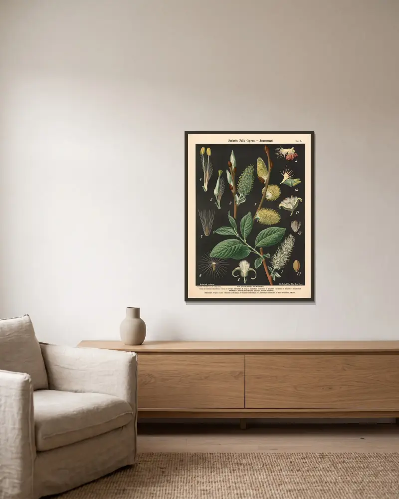 Salweide. Salix Capræa von Walter Müller gerahmt an einer Wand