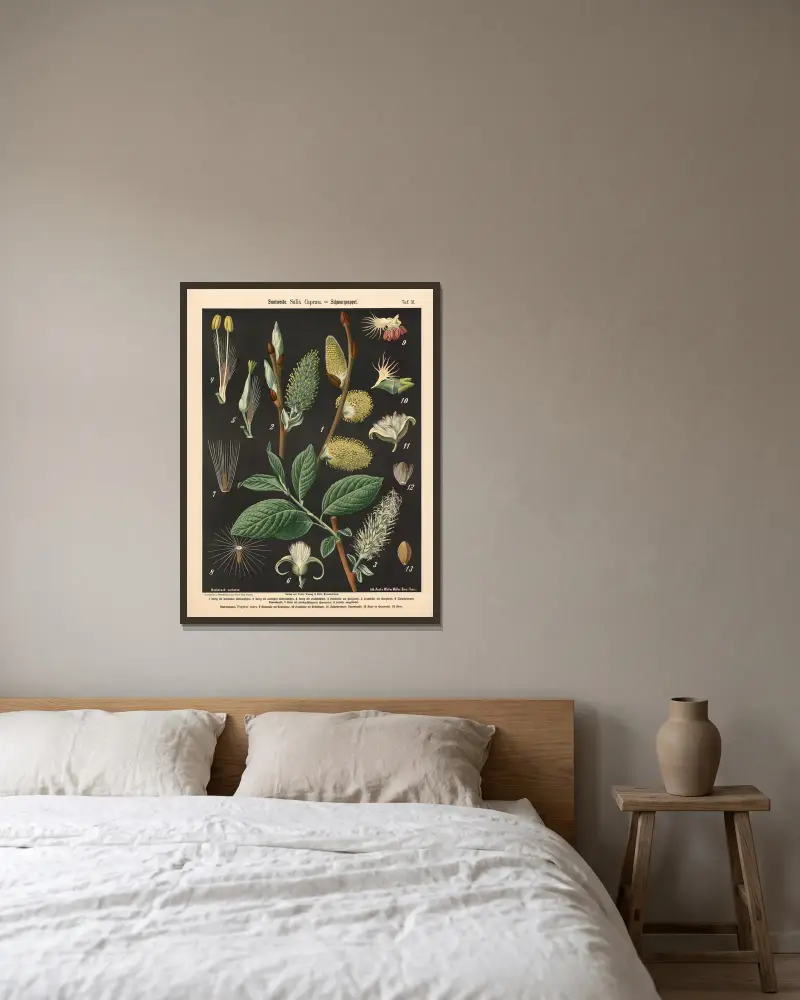 Salweide. Salix Capræa von Walter Müller gerahmt an einer Wand