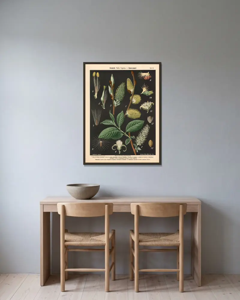 Salweide. Salix Capræa von Walter Müller gerahmt an einer Wand