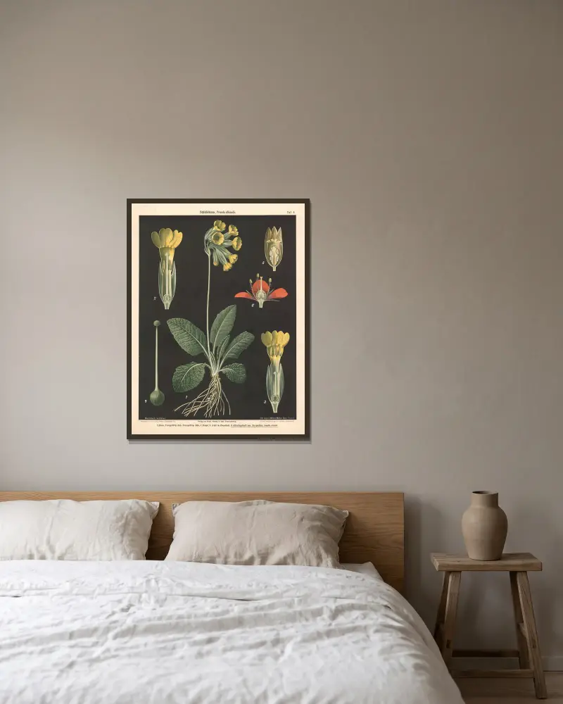 Schlüsselblume, Primula officinalis av Walter Müller inramad på en vägg