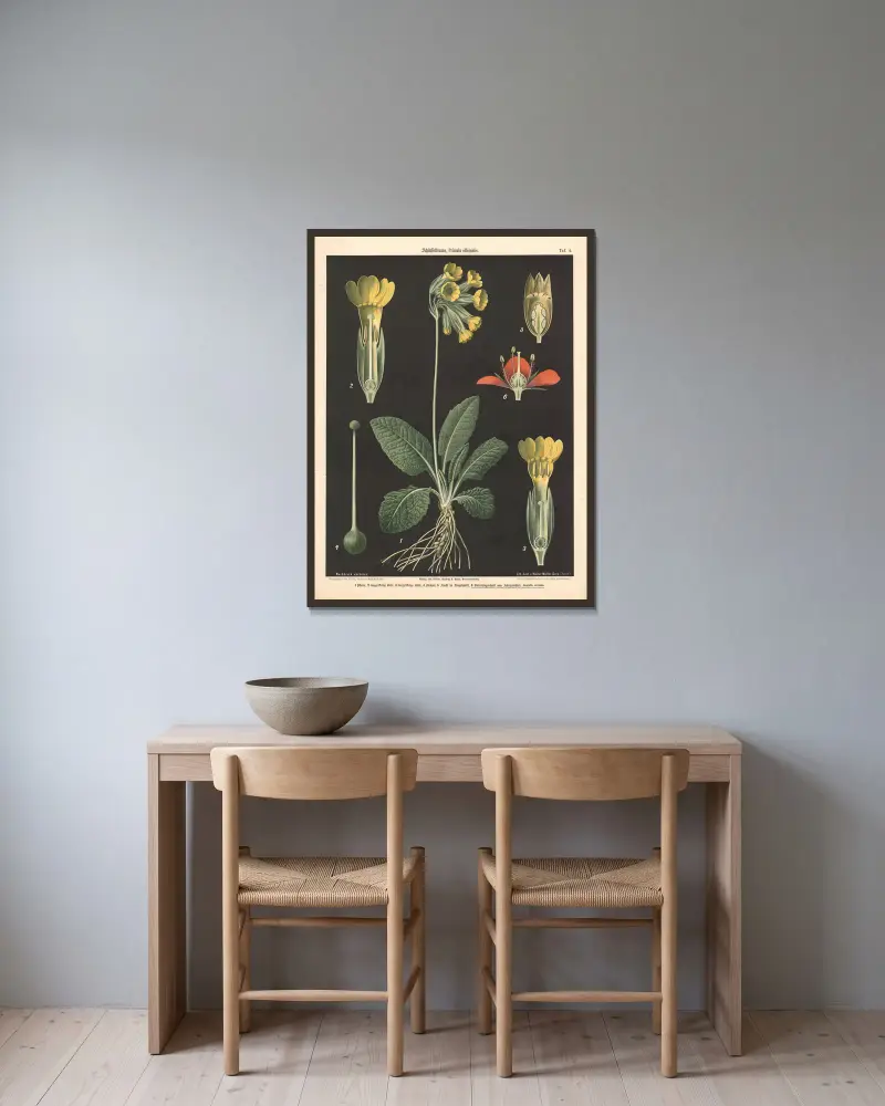 Schlüsselblume, Primula officinalis av Walter Müller inramad på en vägg