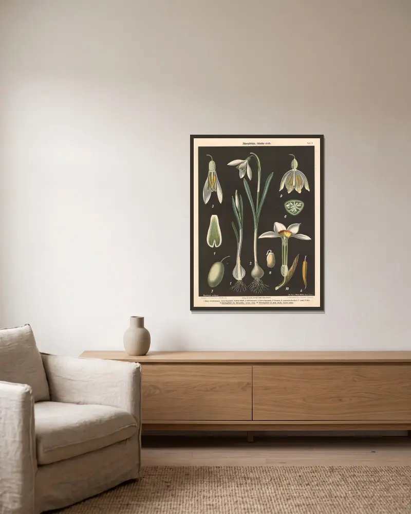 Schneeglöckschen, Galanthus nivalis av Walter Müller inramad på en vägg