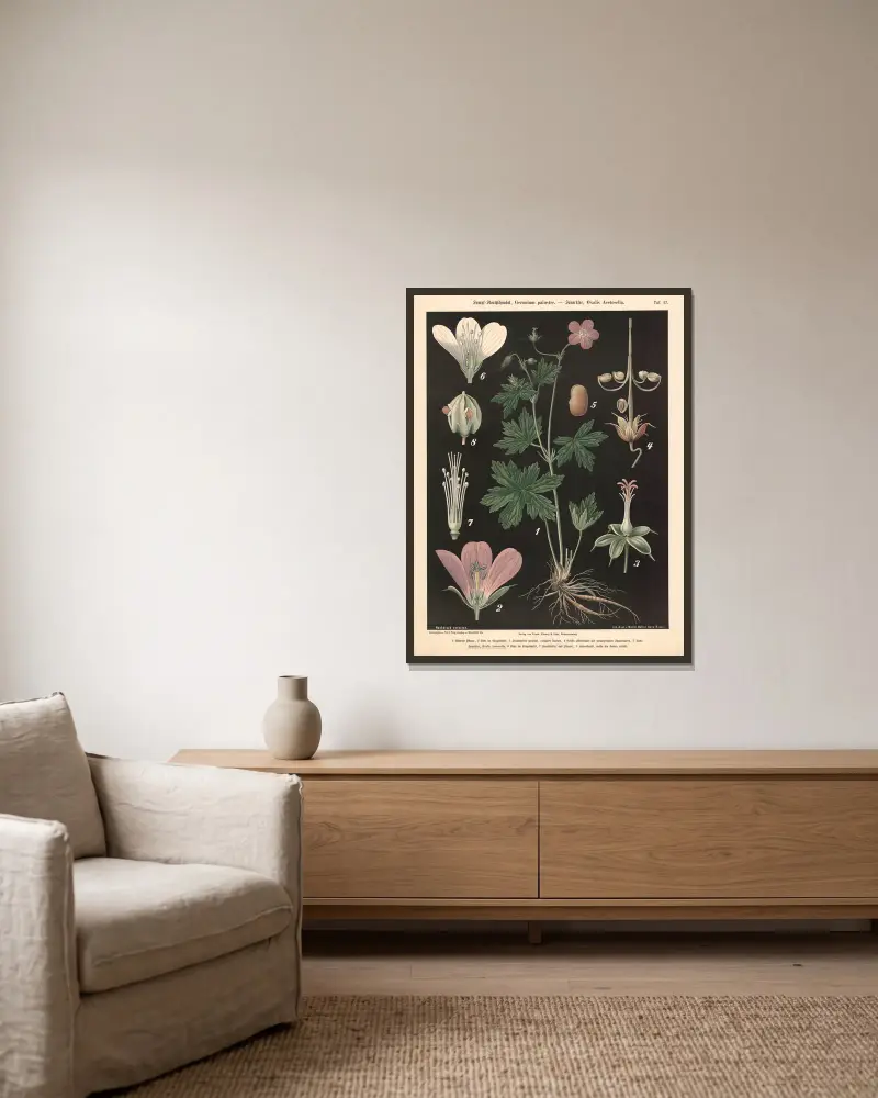 Sumpf-Storchschnabel, Geranium palustre. – Sauerklee, Oxalis Acetoselia av Walter Müller inramad på en vägg
