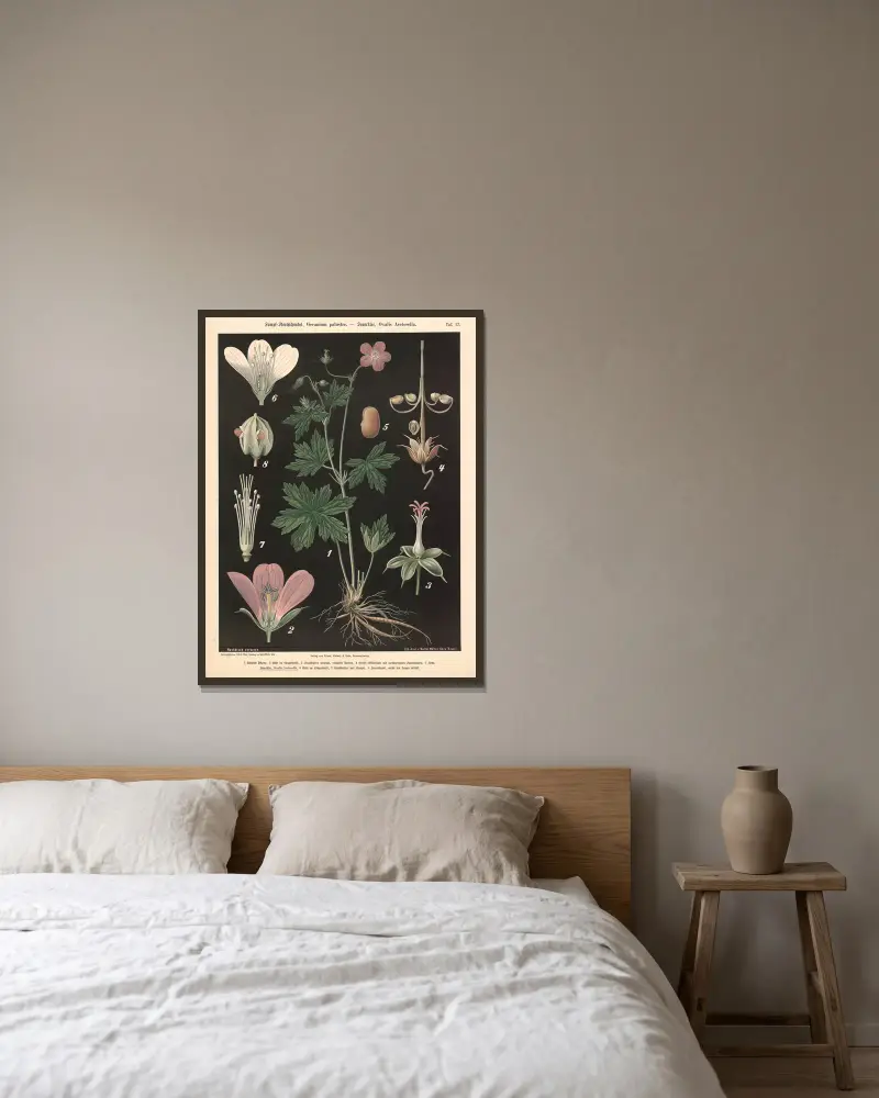Sumpf-Storchschnabel, Geranium palustre. – Sauerklee, Oxalis Acetoselia av Walter Müller inramad på en vägg
