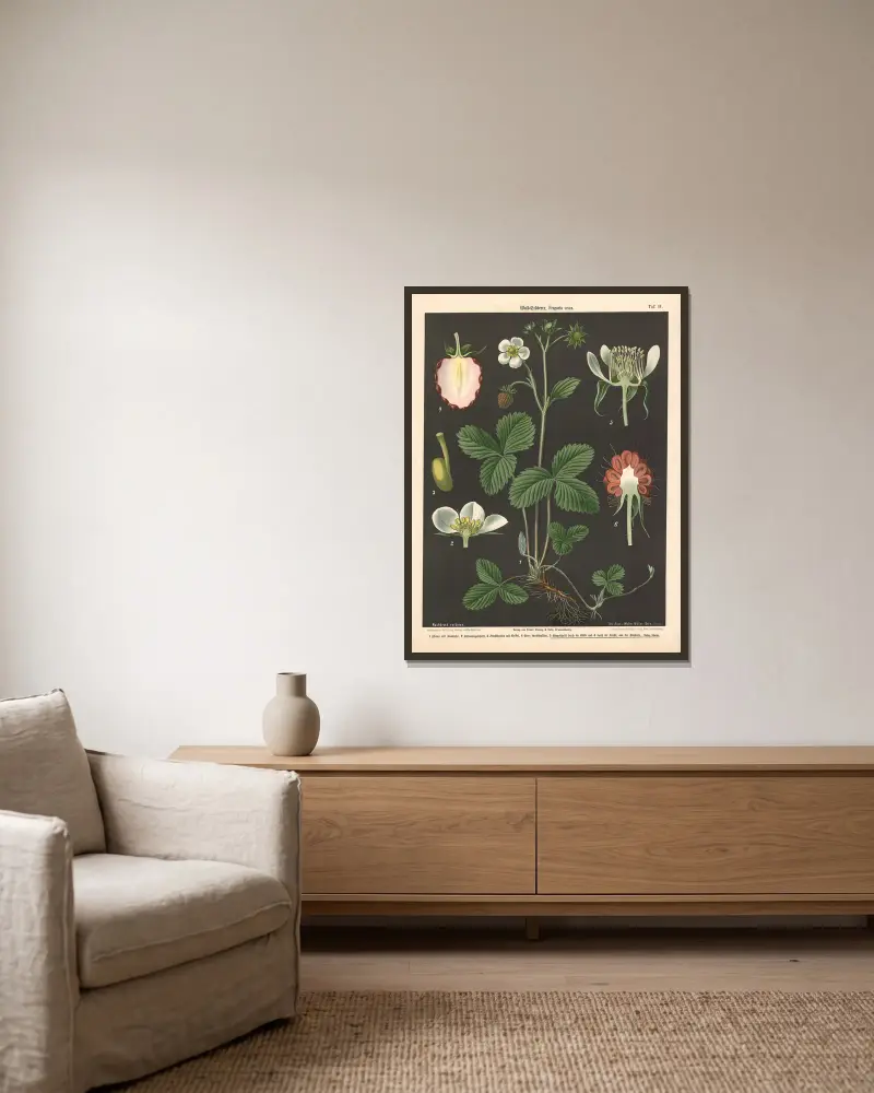 Wald-Erdbeere, Fragaria vesca von Walter Müller gerahmt an einer Wand