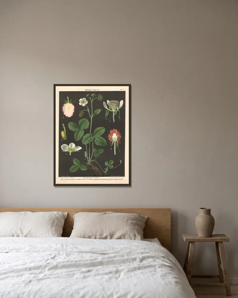 Wald-Erdbeere, Fragaria vesca von Walter Müller gerahmt an einer Wand