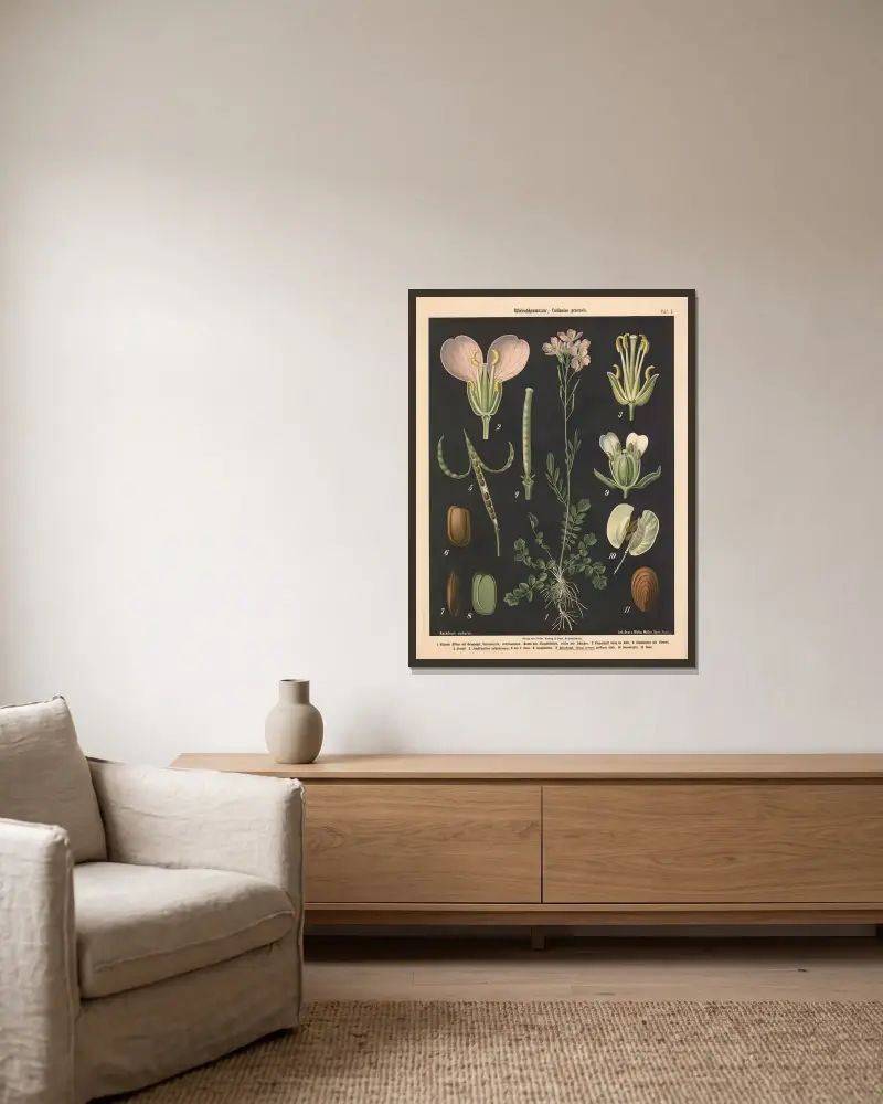 Wiesenschaumkraut, Cardamine pratensis av Walter Müller inramad på en vägg