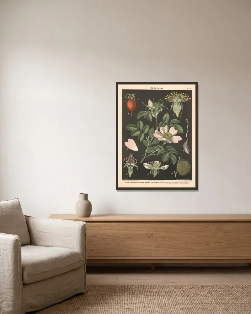 Wilde Rose, Rosa canina von Walter Müller gerahmt an einer Wand