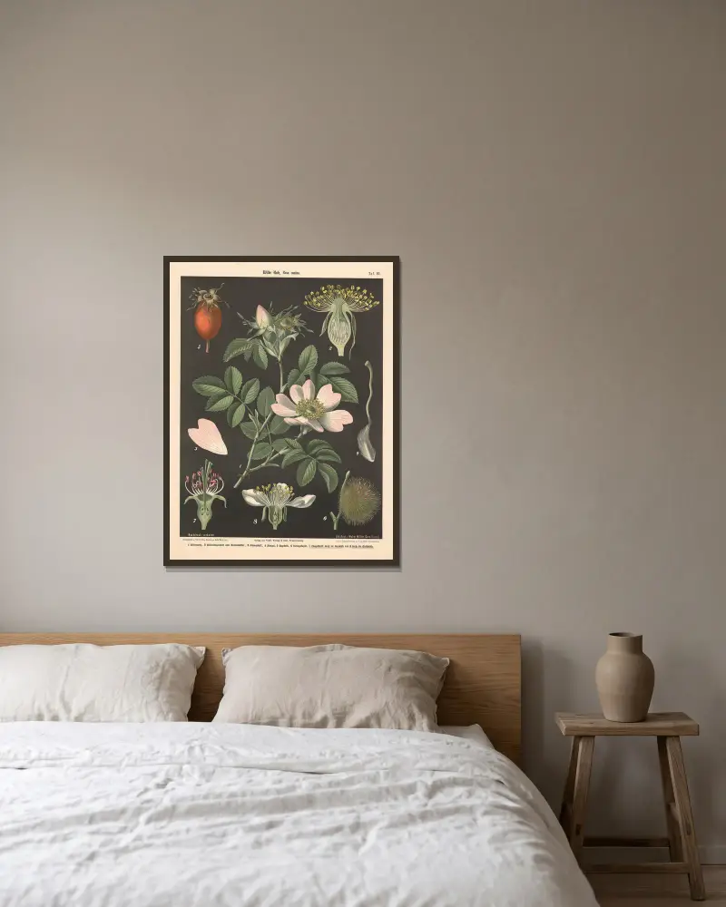 Wilde Rose, Rosa canina von Walter Müller gerahmt an einer Wand