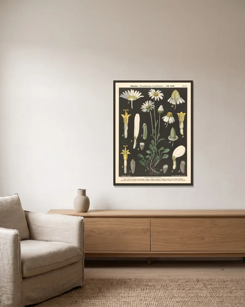Wucherblume. Chrysanthemum leucanthemum av Walter Müller inramad på en vägg