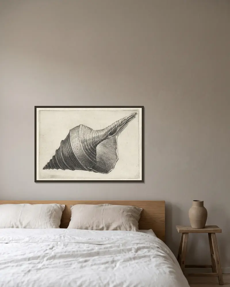 Australian trumpet (Syrinx aruanus) av Wenceslaus Hollar inramad på en vägg