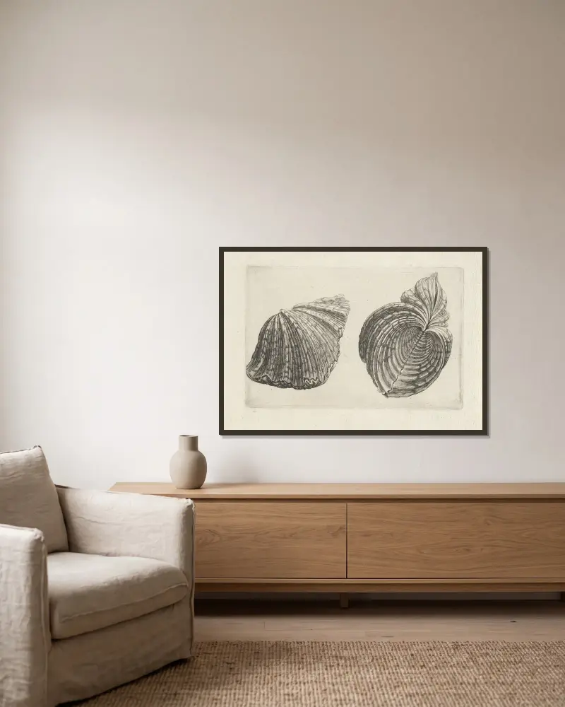 Bärentatzenmuschel (Hippopus maculatus) von Wenceslaus Hollar gerahmt an einer Wand