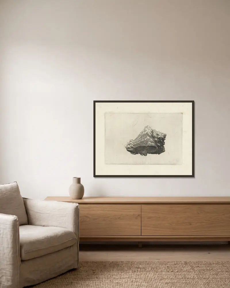 Karibische Vasenschnecke (Vasum muricatum) von Wenceslaus Hollar gerahmt an einer Wand