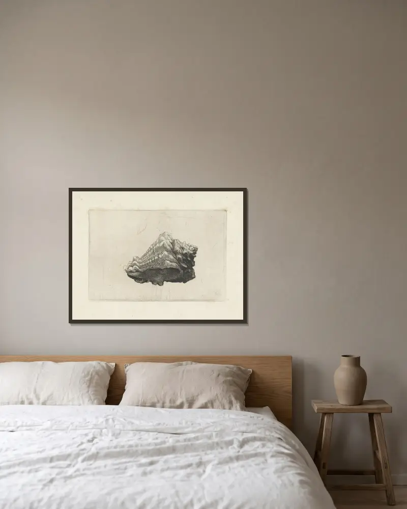 Karibische Vasenschnecke (Vasum muricatum) von Wenceslaus Hollar gerahmt an einer Wand