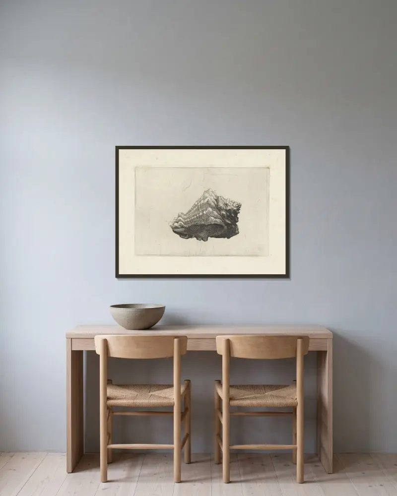 Karibische Vasenschnecke (Vasum muricatum) von Wenceslaus Hollar gerahmt an einer Wand