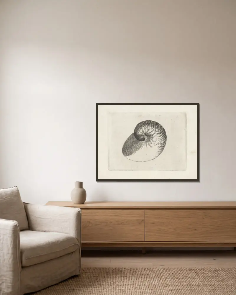 Łodzik (Nautilus pompilius), Wenceslaus Hollar w ramie na ścianie