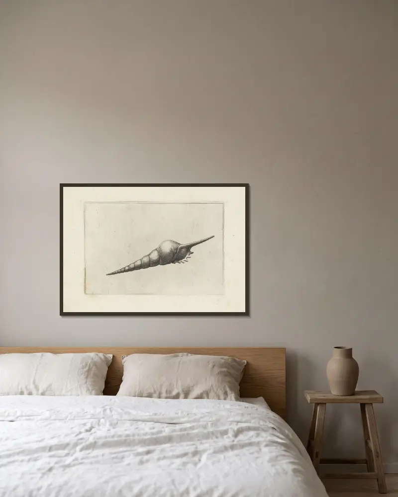 Dunkelmündige Tibia (Tibia fusus melanocheilus) von Wenceslaus Hollar gerahmt an einer Wand