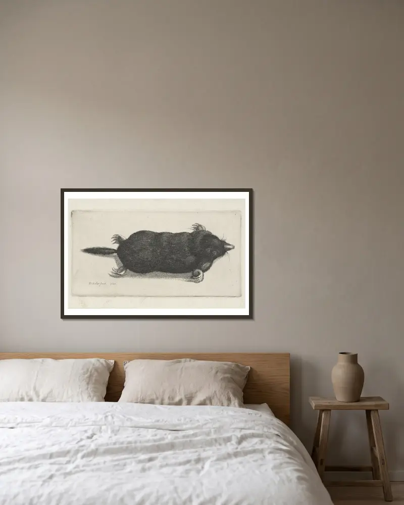 Mrtvý krtek, Wenceslaus Hollar v rámu na stěně