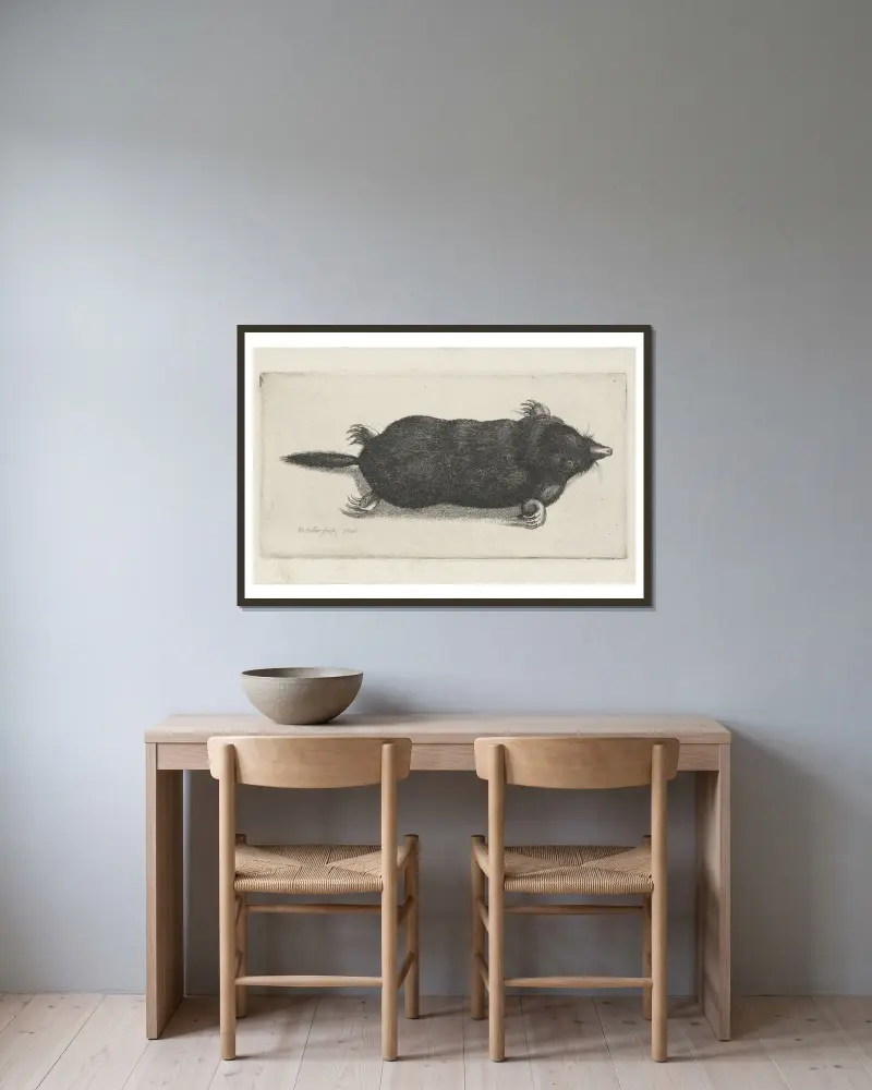 Mrtvý krtek, Wenceslaus Hollar v rámu na stěně