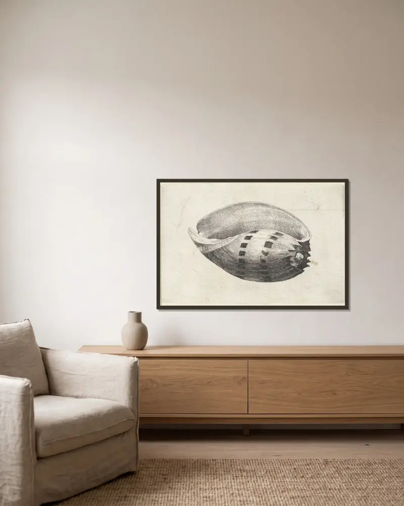 Riesenmuschel (Melo amphora) von Wenceslaus Hollar gerahmt an einer Wand