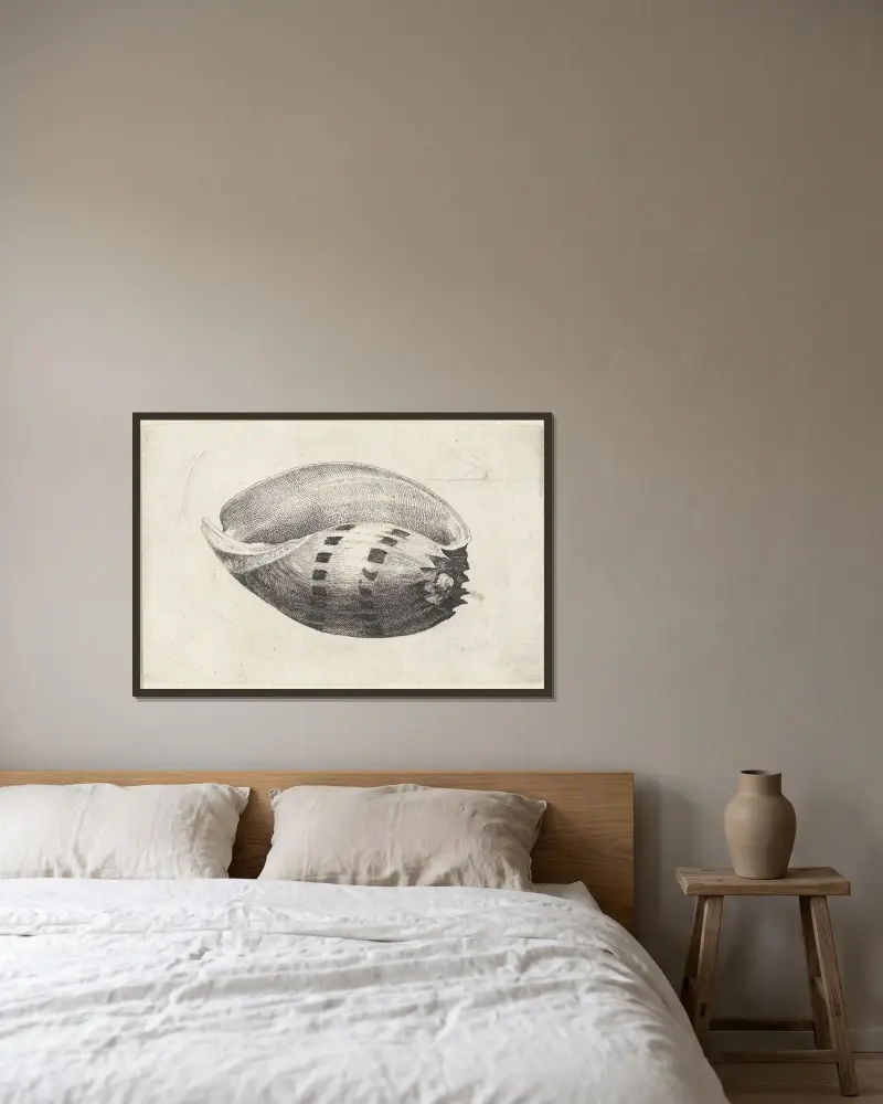 Riesenmuschel (Melo amphora) von Wenceslaus Hollar gerahmt an einer Wand