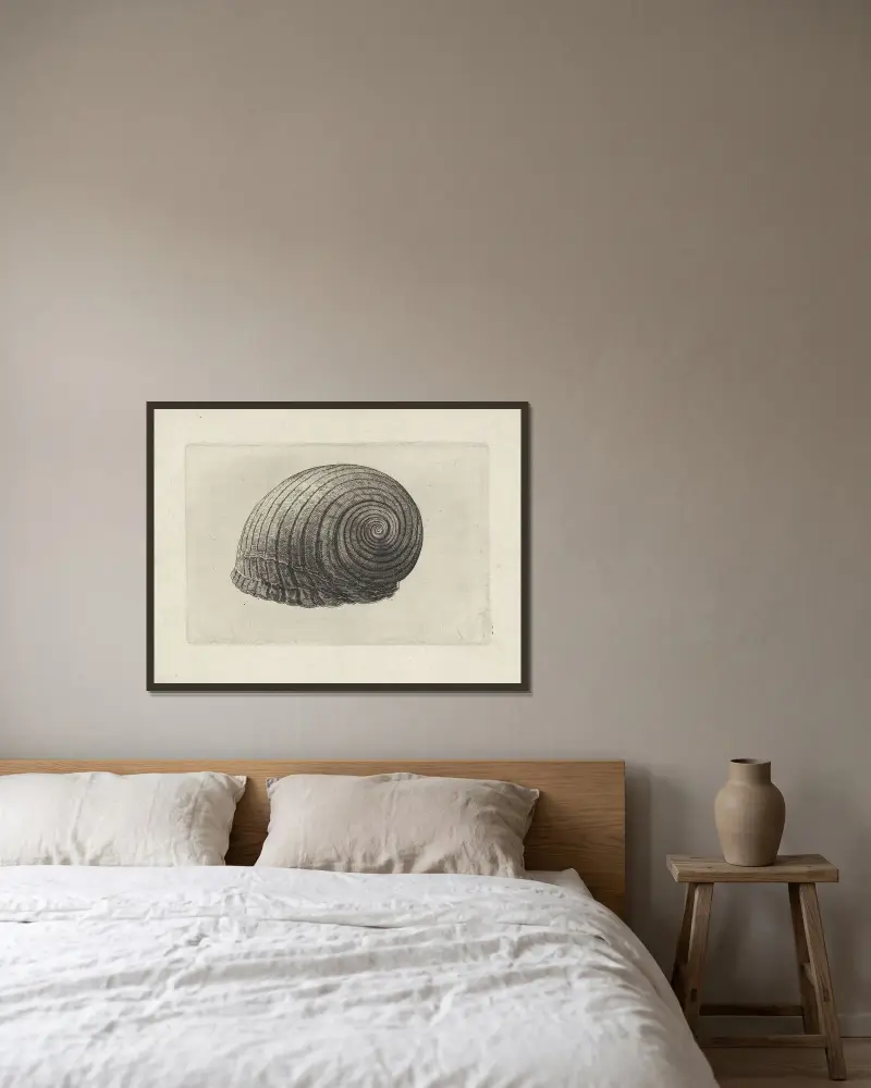 Riesentunne (Tonna galea) von Wenceslaus Hollar gerahmt an einer Wand