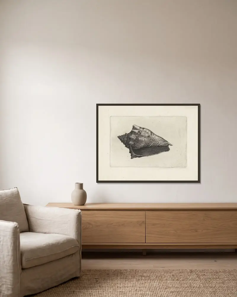 Hebräische Volute (Voluta ebraea) von Wenceslaus Hollar gerahmt an einer Wand