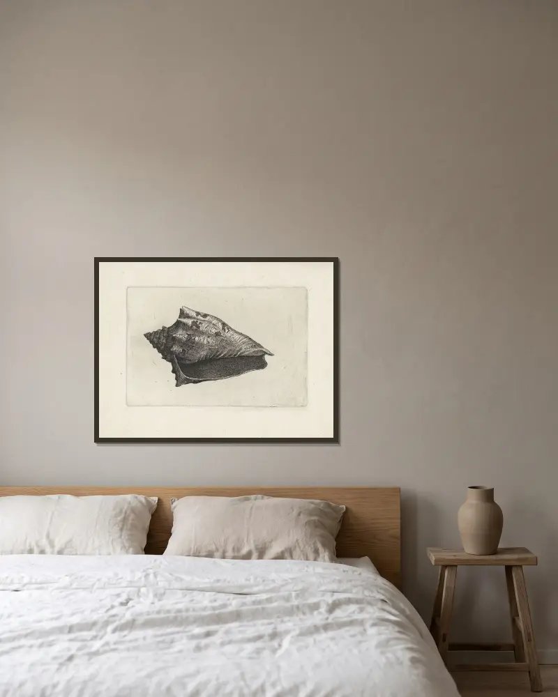 Hebräische Volute (Voluta ebraea) von Wenceslaus Hollar gerahmt an einer Wand