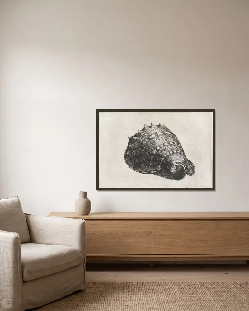 Gehörnter Helm (Cassis cornuta) von Wenceslaus Hollar gerahmt an einer Wand