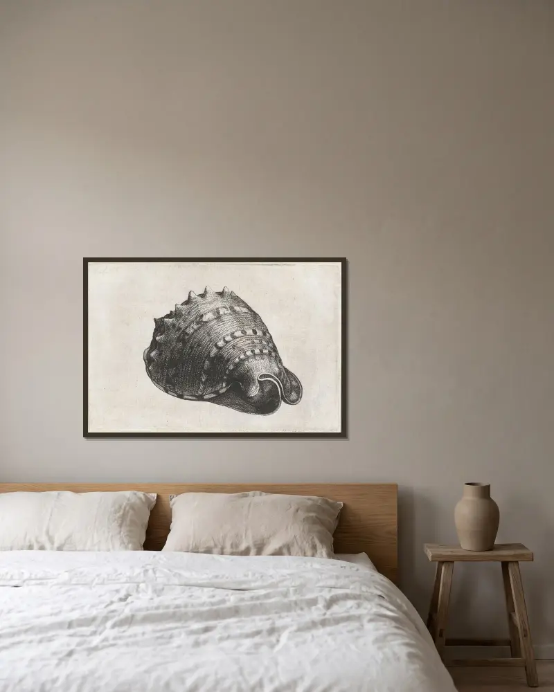 Gehörnter Helm (Cassis cornuta) von Wenceslaus Hollar gerahmt an einer Wand
