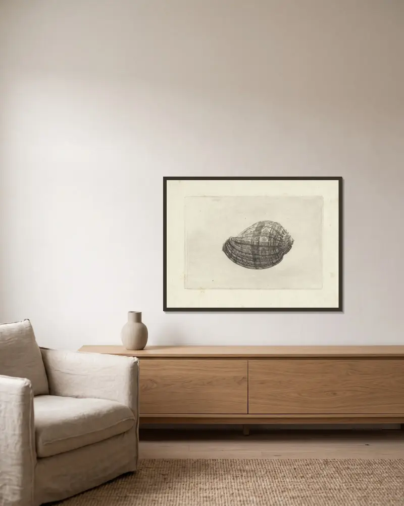 Große Harfenschnecke (Harpa major) von Wenceslaus Hollar gerahmt an einer Wand