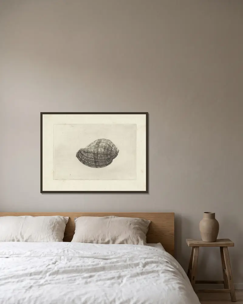 Große Harfenschnecke (Harpa major) von Wenceslaus Hollar gerahmt an einer Wand