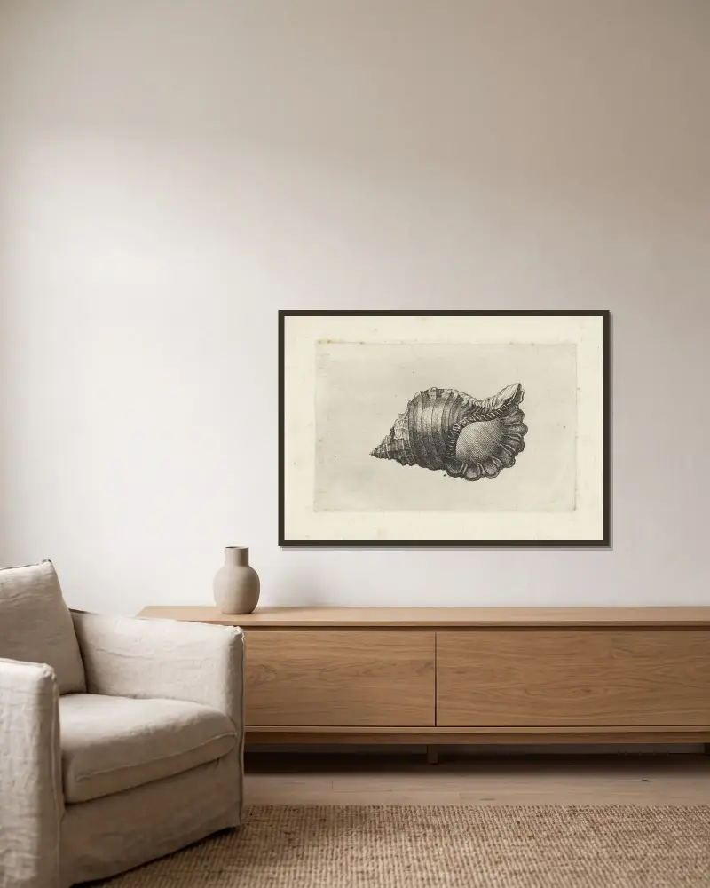 Neapolitanische Tritonschnecke (Cymatium parthenopeum) von Wenceslaus Hollar gerahmt an einer Wand