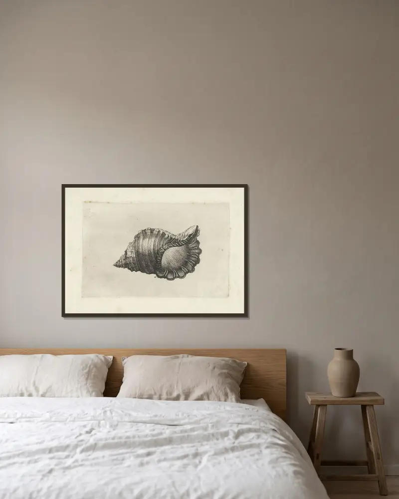 Neapolitanische Tritonschnecke (Cymatium parthenopeum) von Wenceslaus Hollar gerahmt an einer Wand