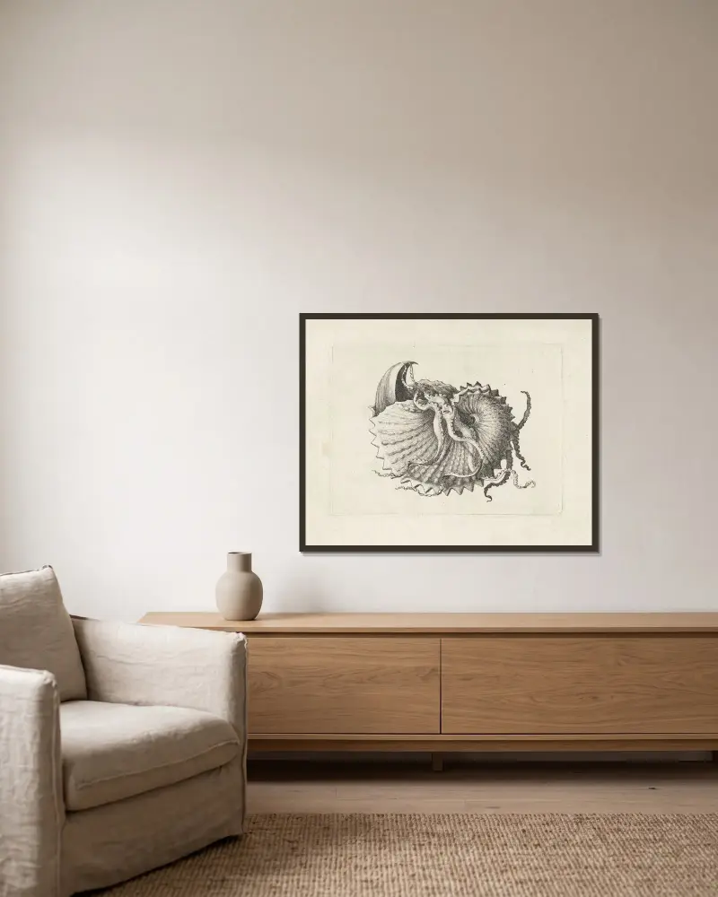 Nodose Papiernautilus (Argonauta nodosa) von Wenceslaus Hollar gerahmt an einer Wand