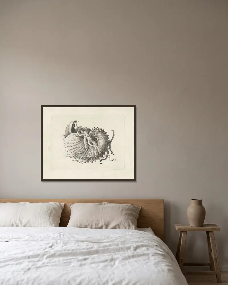 Nodose Papiernautilus (Argonauta nodosa) von Wenceslaus Hollar gerahmt an einer Wand