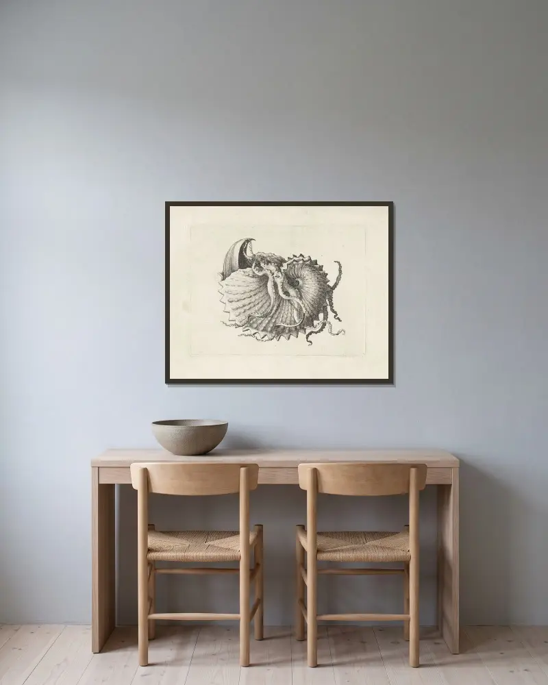 Nodose Papiernautilus (Argonauta nodosa) von Wenceslaus Hollar gerahmt an einer Wand