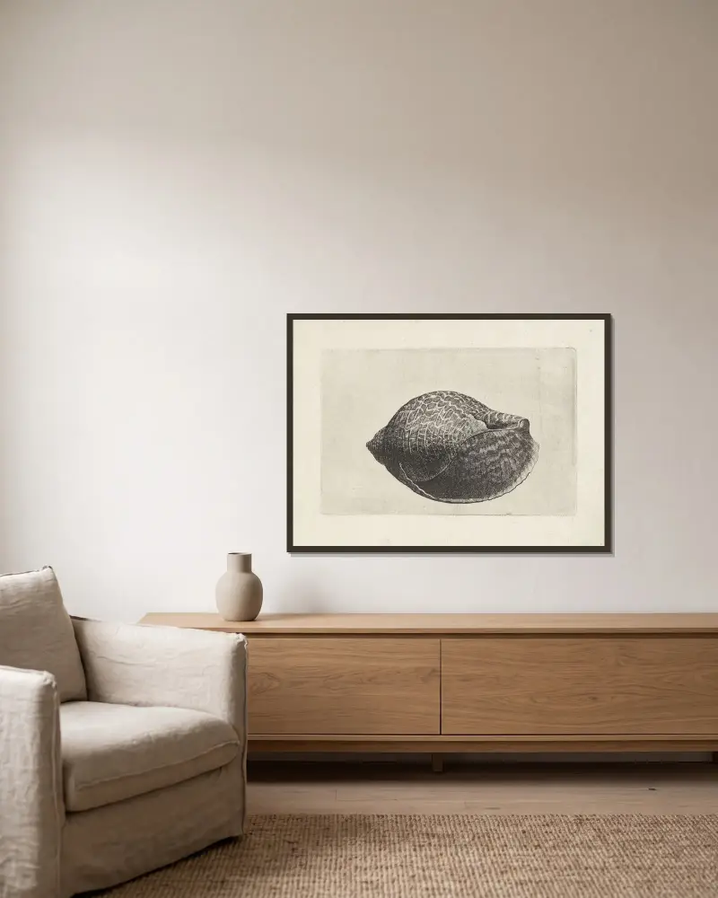 Pazifische Rebhuhn-Schnecke (Tonna perdix) von Wenceslaus Hollar gerahmt an einer Wand