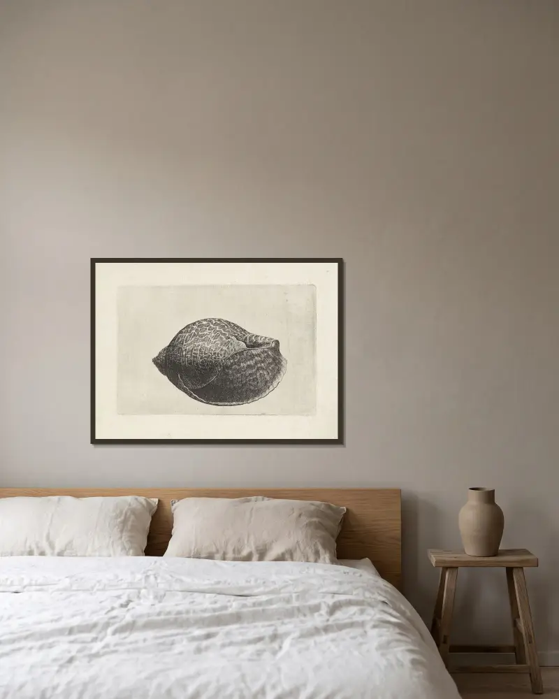 Pazifische Rebhuhn-Schnecke (Tonna perdix) von Wenceslaus Hollar gerahmt an einer Wand