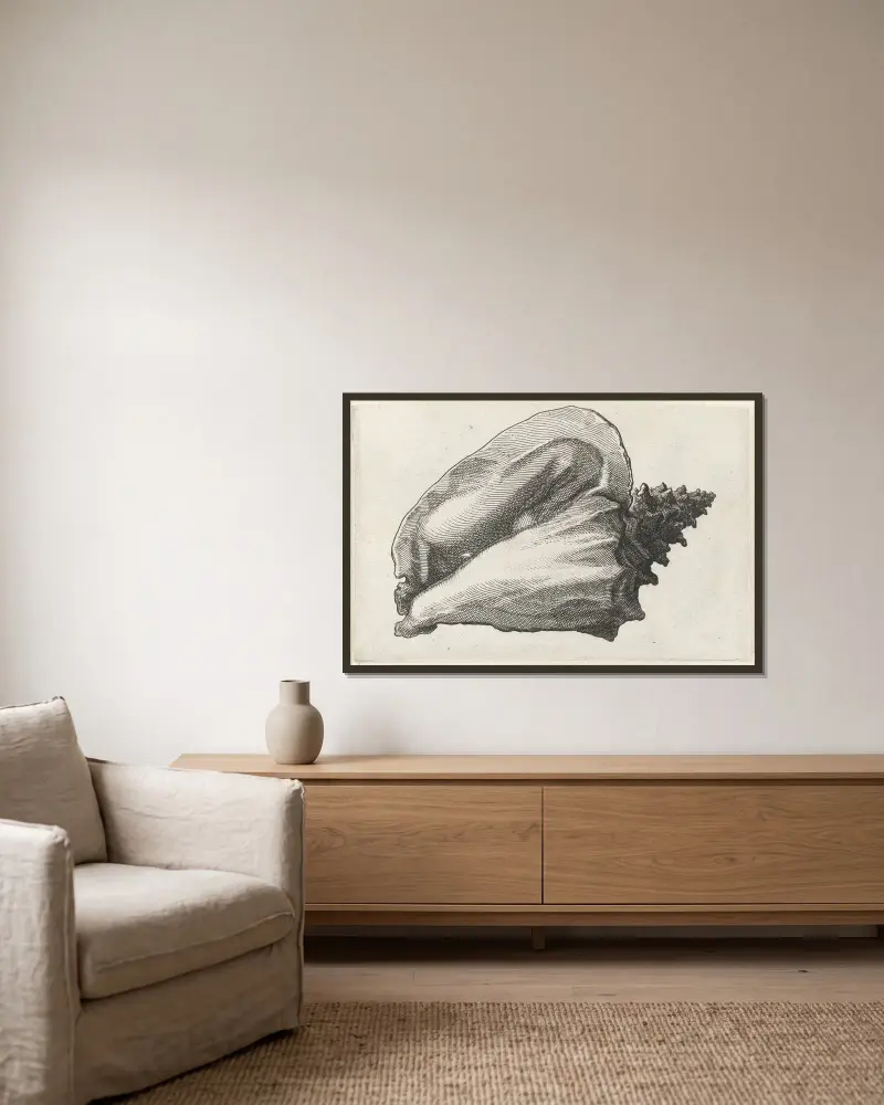 Rosa Schnecke (Strombus gigas) von Wenceslaus Hollar gerahmt an einer Wand