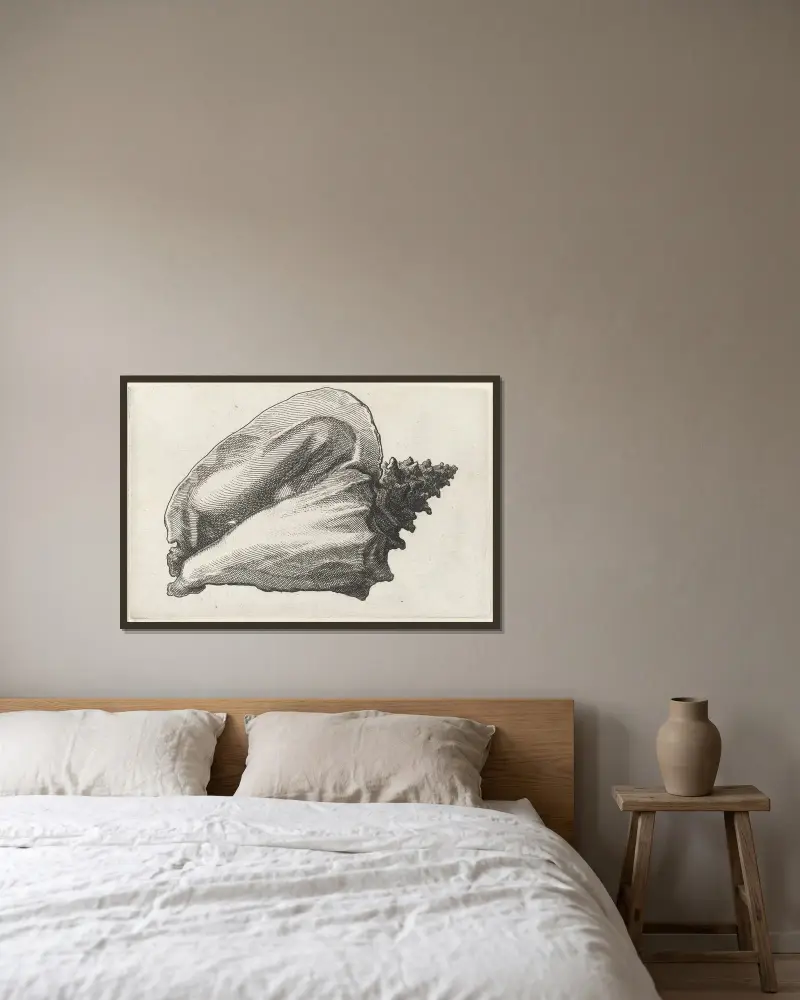 Rosa Schnecke (Strombus gigas) von Wenceslaus Hollar gerahmt an einer Wand