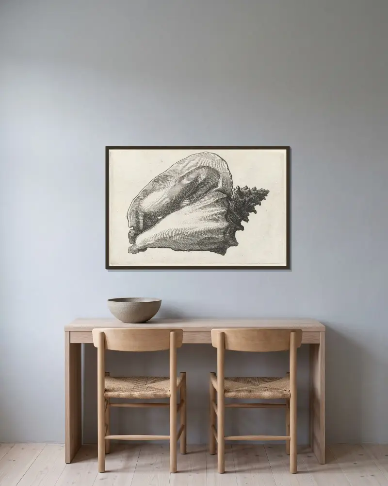 Rosa Schnecke (Strombus gigas) von Wenceslaus Hollar gerahmt an einer Wand